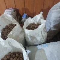 گردو تازه امسالی کیلو 400|حراج|چناران, |دیوار