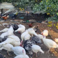 فروش بوقلمون کوچک وبزرگ|حیوانات مزرعه|کلاچای, |دیوار