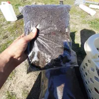 فروش چایی شمالی