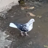 کبوتر|پرنده|بابا حیدر, |دیوار