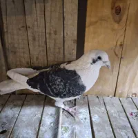 کبوتر|پرنده|قم, انصارالحسین|دیوار