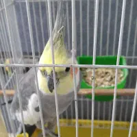 عروس هلندی سخن گو