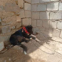 توله قدرجونی نر