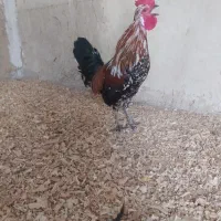 خروس شهری کالینگی|حیوانات مزرعه|قشم, |دیوار