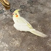 عروس هلندی لوتینو|پرنده|ارومیه, |دیوار