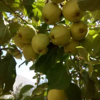 فروش باغشهری کودیان