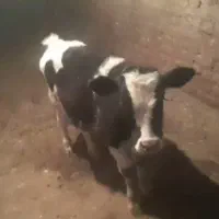 گوساله نر هلشتاین بهترین نژاد