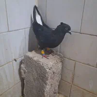 پرنده|پرنده|کارون, |دیوار