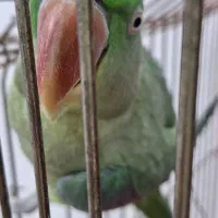 شاه طوطی ۳ ساله معاوضه با راهب