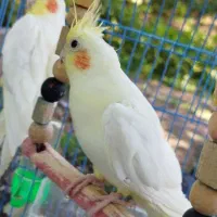 ی جفت عروس هلندی ،نر و ماده|پرنده|فاضل آباد, |دیوار