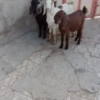 سه عدد بزقالع فروشی