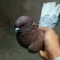 ۶تا کبوتر|پرنده|دره شهر, |دیوار