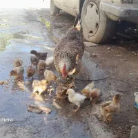 مرغ محلی با جوجه ها|حیوانات مزرعه|آق قلا, |دیوار