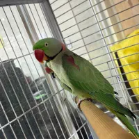 شاه طوطی|پرنده|رشت, گلسار|دیوار