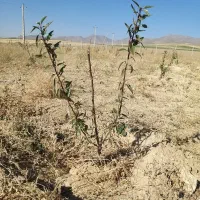 نهال بادام دو ساله تنو پیوندی درجه یک|خدمات باغبانی و درختکاری|تبریز, |دیوار