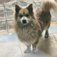 سگ پامر روباهی معمولی