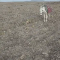 واگذاری الاغ