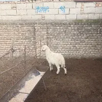 بره نر ،خوراک خور ،بهترین جنس درجه یک آث