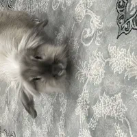 خرگوش بازی گوش