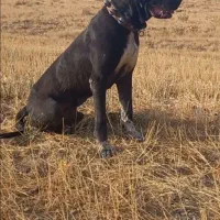 سراب خالص|سگ|ملایر, |دیوار