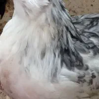 مرغ وخروس گلین طوسی (خروس)