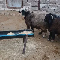 فروش بره|حیوانات مزرعه|ایذه, |دیوار