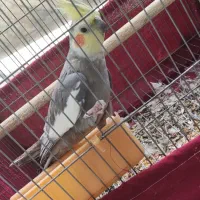 عروس هلندی نر و ماده مولد شیطون|پرنده|اسلام آباد, |دیوار