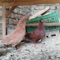 نرو ماده سرخ