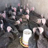 بوغلمون برنز انگلیسی|حیوانات مزرعه|بروجرد, |دیوار