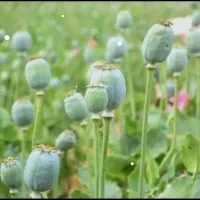 تقویت و تناژ ۳برابری شدن