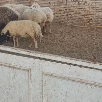 میش|حیوانات مزرعه|یزد, |دیوار