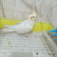 عروس هلندی سخنگو کاملا اهلی