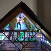 قفس بزرگ چوبی|لوازم جانبی حیوانات|محمدشهر, محمدشهر|دیوار