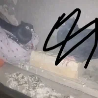 ماهشهر شهرک مدنی گلستان ۷|پرنده|بندر ماهشهر, |دیوار