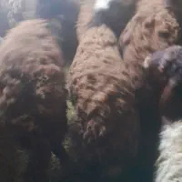 بره|حیوانات مزرعه|نهاوند, |دیوار