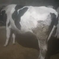 گاو نخری|حیوانات مزرعه|گندمان, |دیوار