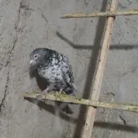 یه جفت کوهی نامور|حیوانات|همدان, |دیوار