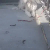 پاپی نر|سگ|فلاورجان, |دیوار