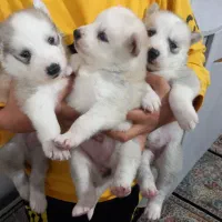 سگ هاسکی ماده باتوله