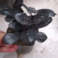 زاموفیلیا زاموفولیا بلک|گل و گیاه طبیعی|مشهد, هنرور|دیوار