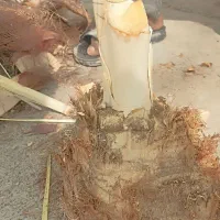 خدمات درخت بری ونخل بری