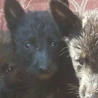 سگ ژرمن بلک