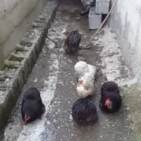 تخم‌کوشین‌نطفه‌دار