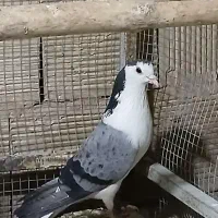 بوم کبوتر فروشی|پرنده|اصفهان, زهران|دیوار