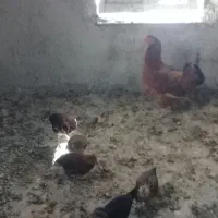 مرغ جوجه دار