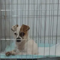 واگذاری سگ نژاد جک راسل اصیل