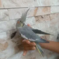 فروش عروس هلندی