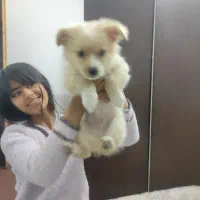 اشپیتز خرسی