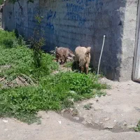 بز بزغاله نر