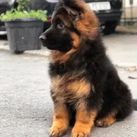 سگ های پامرانین مالتیز|سگ|بوشهر, |دیوار